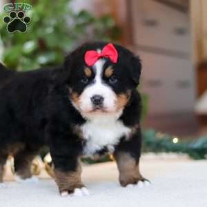 Princess Star, Bernese Mountain Dog Puppy